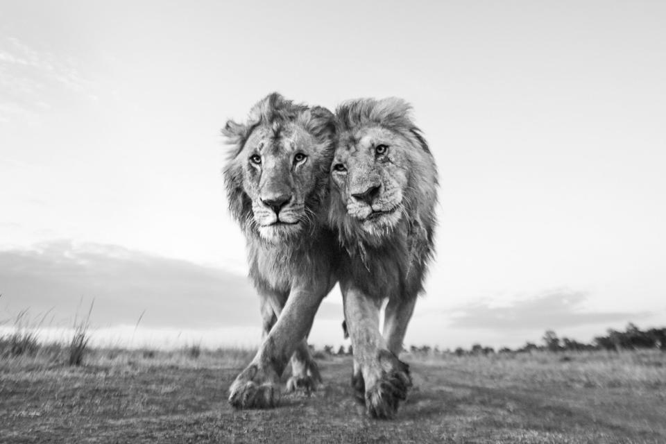 two lions walking rubbing heads