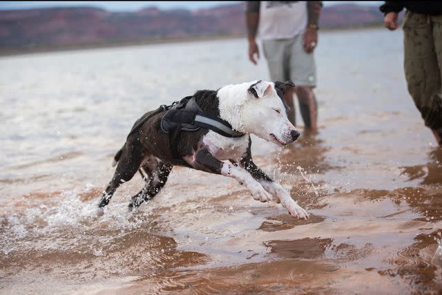 <p>Molly Wald/Best Friends Animal Society</p> Rosita the dog enjoying one of her favorite activities — swimming!