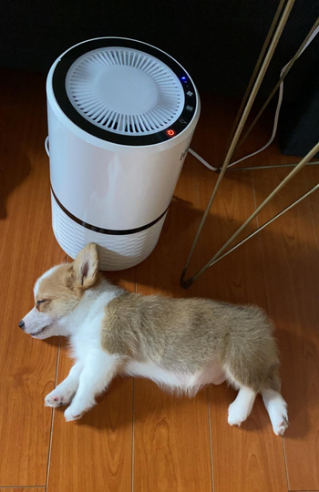 A corgi puppy lying next to the white purifier