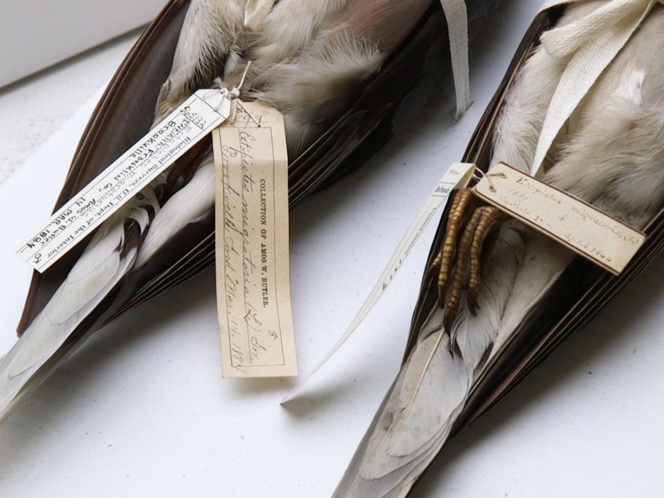 Tags of male and female passenger pigeons.