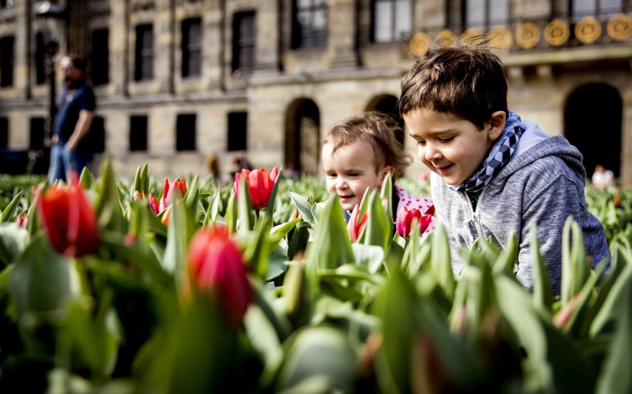 Amsterdam is famed for its tulips (file photo) - ANP
