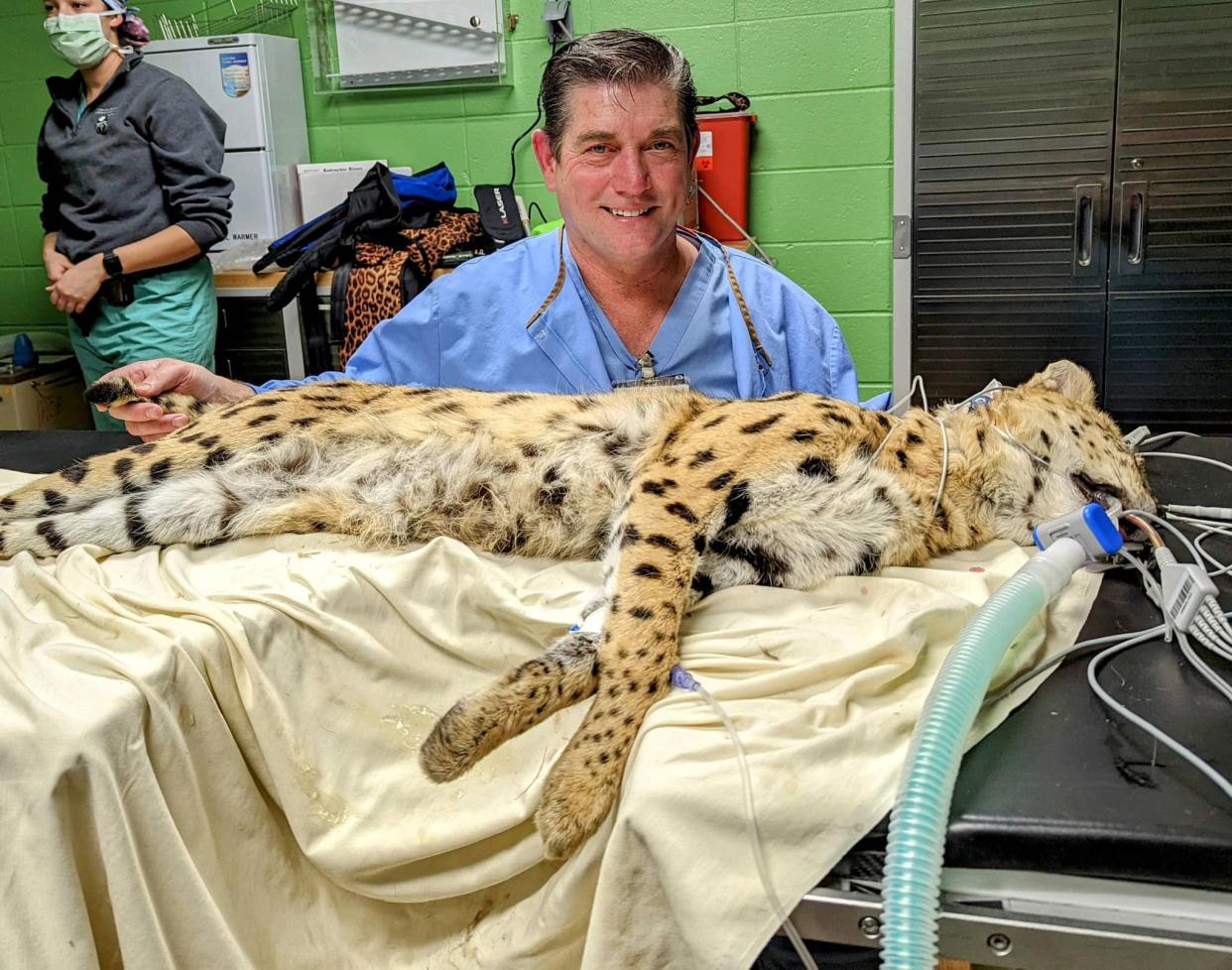 Don Wilson, a Shockwave Lithotripsy Specialist at Cox Branson, helped a big cat in distress at Little Rock Zoo.