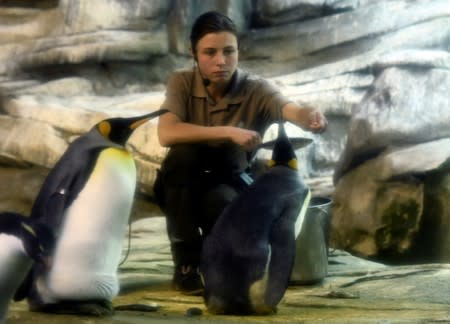 Broody male penguin couple adopt egg at Berlin Zoo