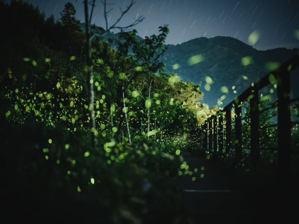 嘉義縣螢火蟲種類眾多，梅山鄉戀戀螢光復育地入夜後，滿山螢光飛舞美不勝收。（圖：嘉義縣政府提供）