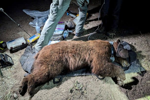 PHOTO: A black bear caught in a natural area of the western Santa Monica Mountains on April 23, 2023, south of the 101 Freeway in the Los Angeles area. (National Park Service via AP)