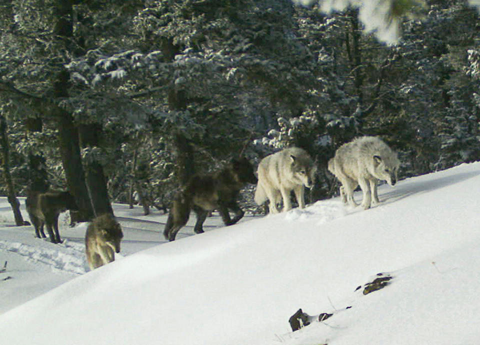 FILE - In this Feb. 1, 2017, file image provided the Oregon Department of Fish and Wildlife, a wolf pack is captured by a remote camera in Hells Canyon National Recreation Area in northeast Oregon near the Idaho border. Wildlife advocates pressed the Biden administration on Wednesday, May 26, 2021, to revive federal protections for gray wolves across the Northern Rockies after Republican lawmakers in Idaho and Montana made it much easier to kill the predators. (Oregon Department of Fish and Wildlife via AP, File)