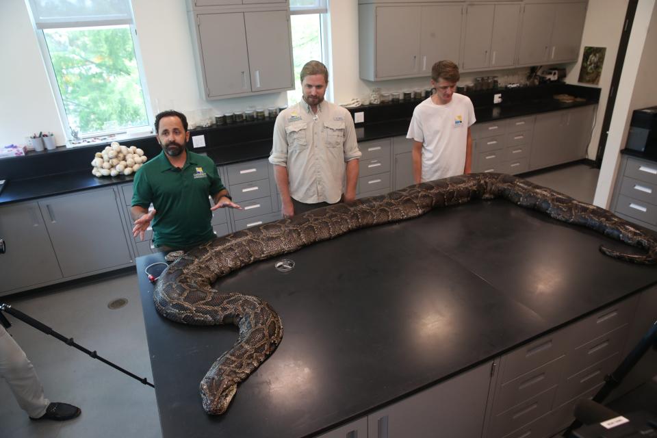 This record-breaking Burmese python was captured by a biologist from the Conservancy of Southwest Florida. The female snake measured nearly 18 feet in length and weighed 215 pounds and is the largest snake python captured in Florida.