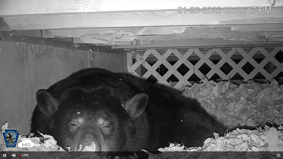 In a livestream image, a black bear hibernates under a Pike County deck on Jan. 26, 2023.