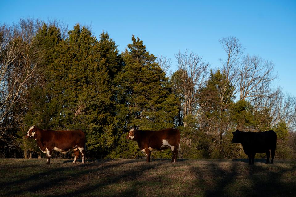Matthew and Julie Hopkins are starting a new herd of cattle with three cows – all pregnant – at their Lynnville, Tenn., homestead. The couple's previous herd of about 50 cattle was unlawfully seized by the Marshall County Sheriff's Office. They were awarded $485,000 at trial.