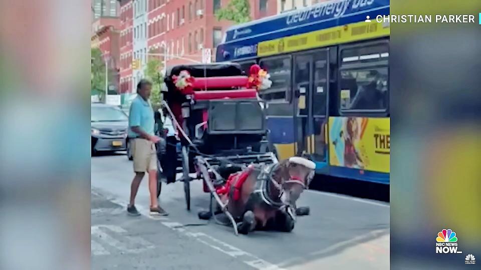 https://www.youtube.com/watch?v=9Q5Yx_Is4s8 Video Shows Collapsed Carriage Horse On NYC Street 11,566 views Aug 11, 2022 A New York City carriage horse collapsed on a Midtown street and needed to be doused with water before being revived by NYPD officers. The horse is now recovering at a stable nearby. » Subscribe to NBC News: http://nbcnews.to/SubscribeToNBC » Watch more NBC video: http://bit.ly/MoreNBCNews NBC News Digital is a collection of innovative and powerful news brands that deliver compelling, diverse and engaging news stories. NBC News Digital features NBCNews.com, MSNBC.com, TODAY.com, Nightly News, Meet the Press, Dateline, and the existing apps and digital extensions of these respective properties. We deliver the best in breaking news, live video coverage, original journalism and segments from your favorite NBC News Shows. Connect with NBC News Online! NBC News App: https://apps.nbcnews.com/mobile Breaking News Alerts: https://link.nbcnews.com/join/5cj/bre... Visit NBCNews.Com: http://nbcnews.to/ReadNBC Find NBC News on Facebook: http://nbcnews.to/LikeNBC Follow NBC News on Twitter: http://nbcnews.to/FollowNBC Follow NBC News on Instagram: http://nbcnews.to/InstaNBC #Horse #NewYork #carriage