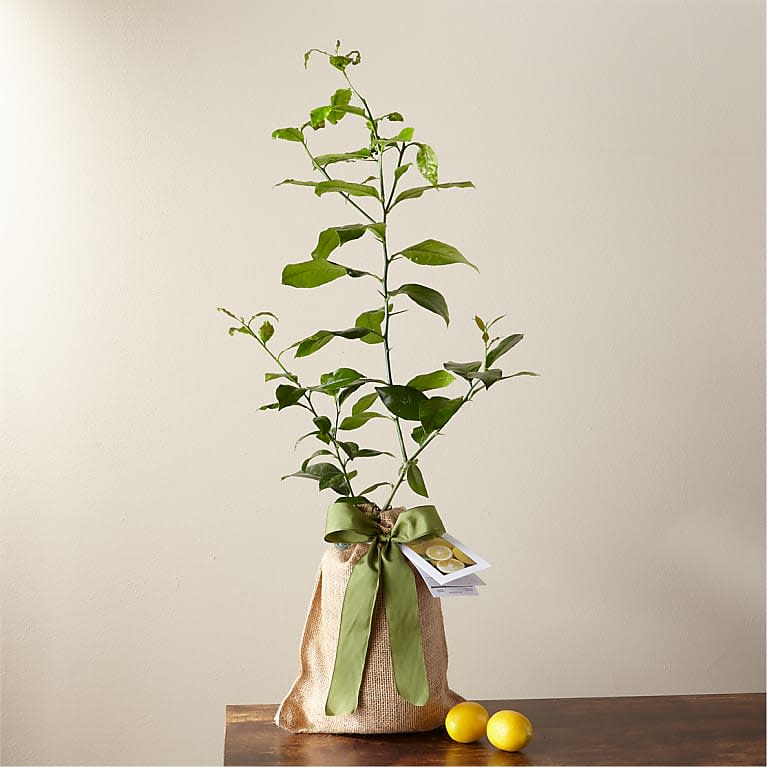 <p><a href="https://go.redirectingat.com?id=74968X1596630&url=https%3A%2F%2Fwww.ftd.com%2Fproduct%2Fpetite-meyer-lemon-tree-prd-p4083&sref=https%3A%2F%2Fwww.goodhousekeeping.com%2Fholidays%2Fchristmas-ideas%2Fg19644878%2Fmother-in-law-gifts%2F" rel="nofollow noopener" target="_blank" data-ylk="slk:Shop Now;elm:context_link;itc:0;sec:content-canvas" class="link ">Shop Now</a></p><p>Petite Meyer Lemon Tree</p><p>ftd.com</p><p>$85.00</p>