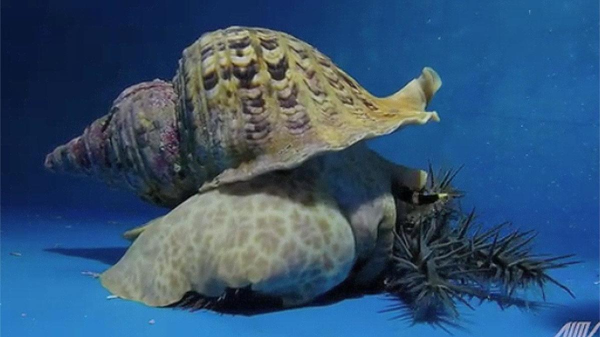 giant sea snail