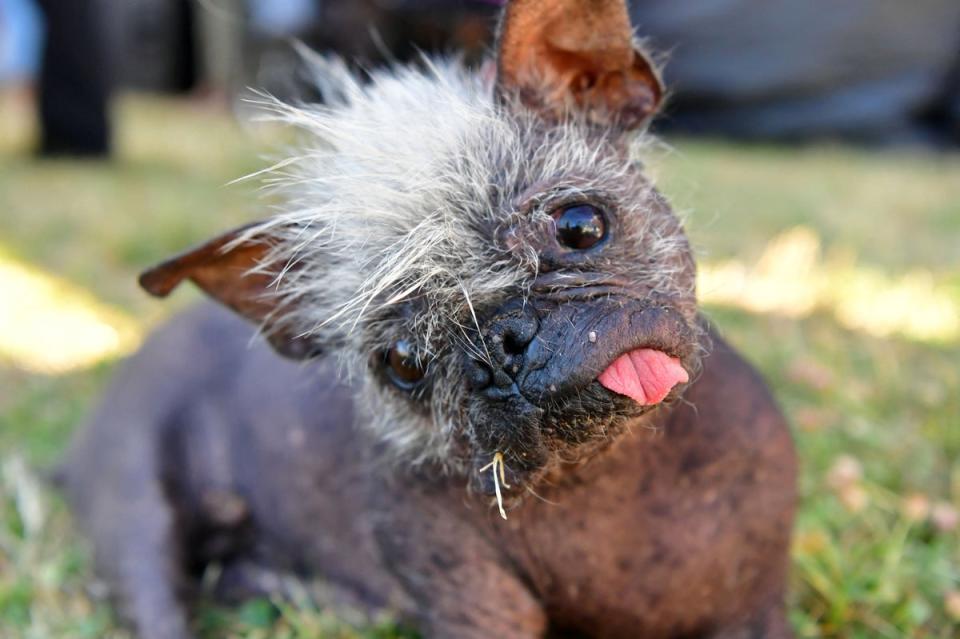 Mr Happy Face wins World’s Ugliest Dog award (AFP via Getty Images)