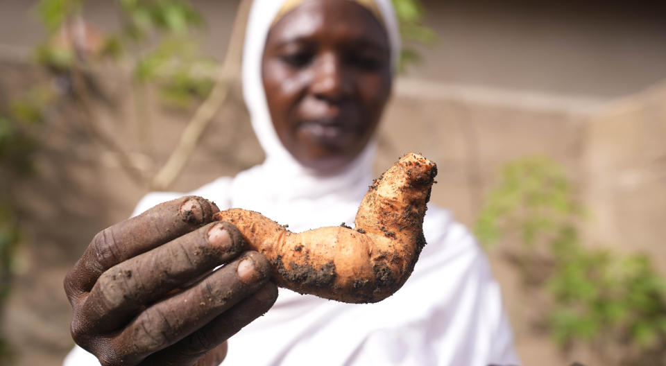 Hauwa Bwami, a 50-year-old widow and mother of five, who nearly lost her grand son to kwashiokor, shows an orange-fleshed sweet potato, she harvest from her farm in Kaltungo Poshereng Nigeria, Sunday, June 2, 2024. More than a dozen women gathered this week in Kaltungo's Poshereng village where they are learning at least 200 recipes they can prepare with those local foods which, in the absence of rain, are grown in sand-filled sacks that require small amounts of water. The training session mirrored the struggles of households who are more challenged amid Nigeria's worst cost of living crisis. (AP Photo/Sunday Alamba)