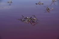 Knarled dead bushes stick out of Corfo lagoon, that has turned a striking shade of pink as a result of what local environmentalists are attributing to increased pollution from a nearby industrial park, in Trelew, Chubut province, Argentina, Thursday July 29, 2021. (AP Photo/Daniel Feldman)