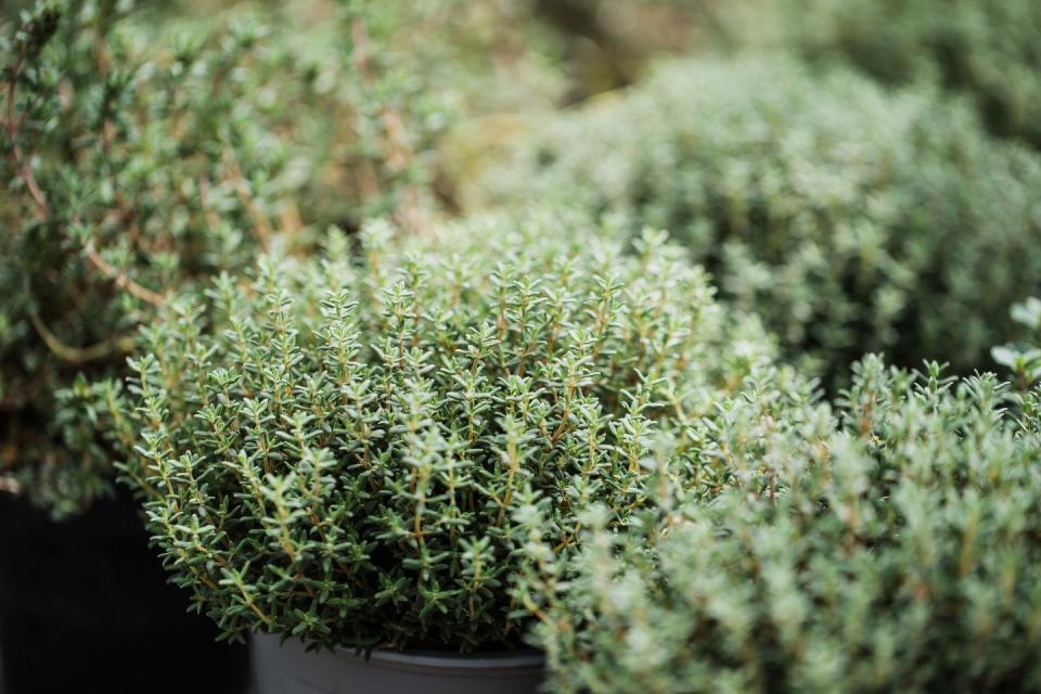 close up of thyme in a pot