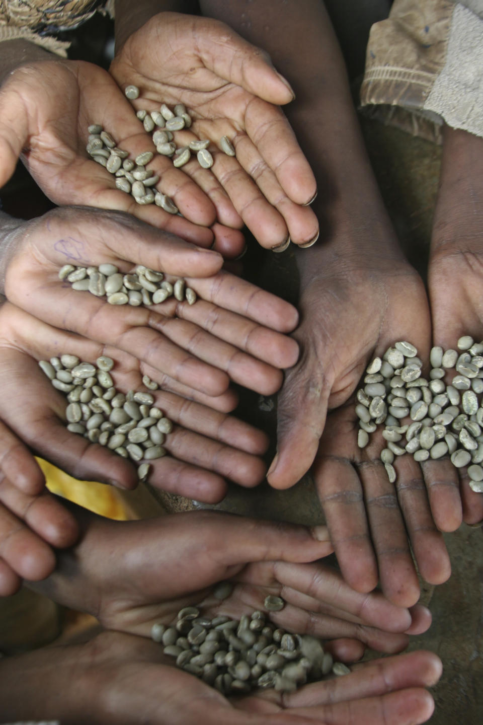 This photo provided by Brooklyn Roasting Company shows Arabica beans being harvested in Ethiopia. Instant is in, fancy is out. Nothing stays the same for long in the world of home-brewed coffee. (Brooklyn Roasting Company via AP)