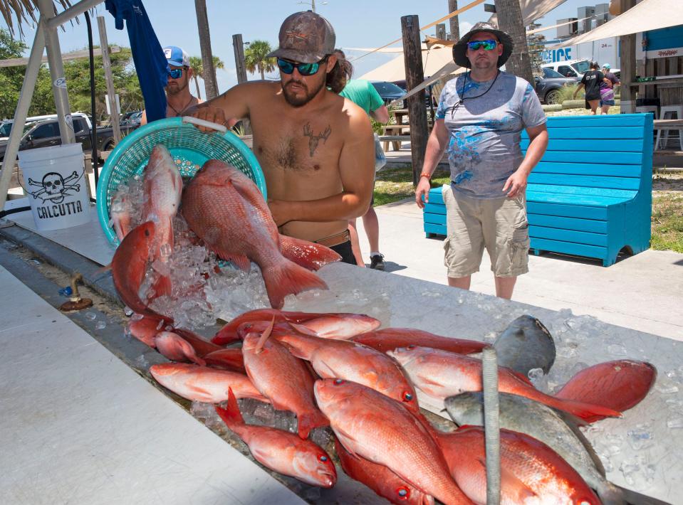Charter boat Captian Trevor Angeles unloads the day's Red Snapper catch after a successful fishing trip on Thursday, June 16, 2022. 