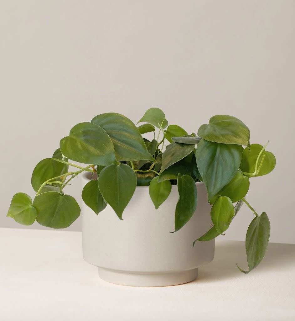 This is the most popular plant at The Sill, according to the brand. It has heart-shaped leaves and vines that just keep on growing.&nbsp;<strong><a href="https://fave.co/30jpVaU" target="_blank" rel="noopener noreferrer">Originally $51, get it now for $38</a>.</strong> (Photo: The Sill )