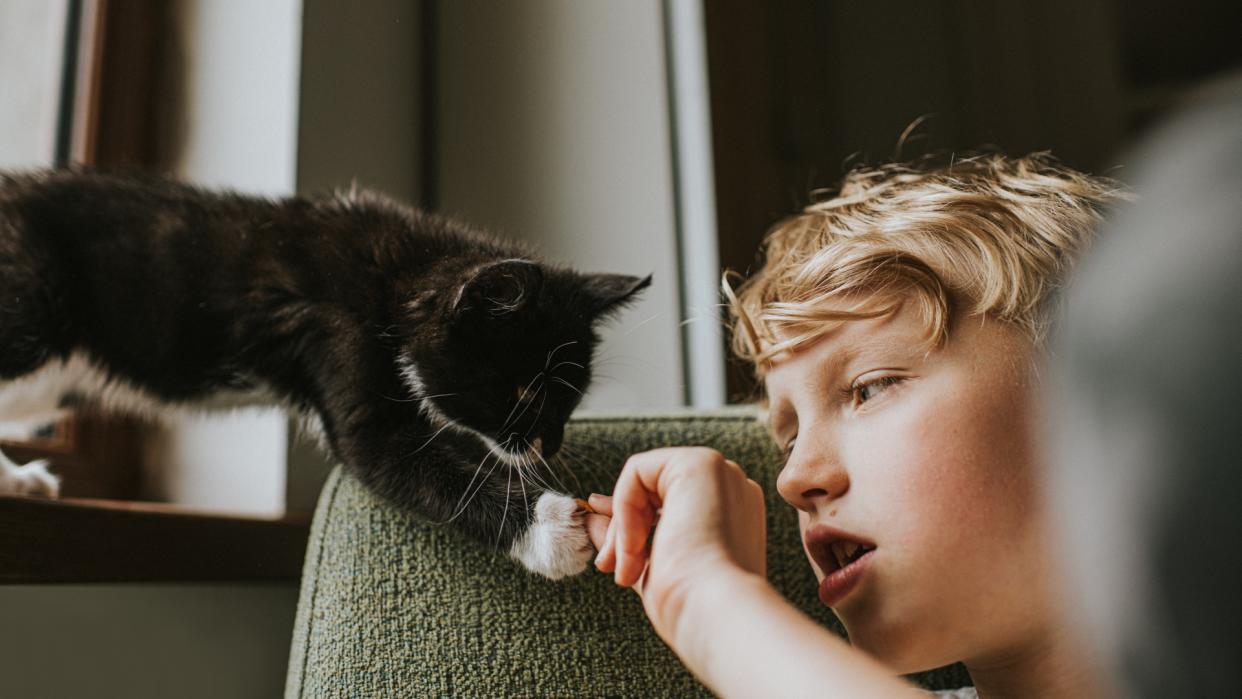 A kitten reaches out with its paw to touch a child's hand