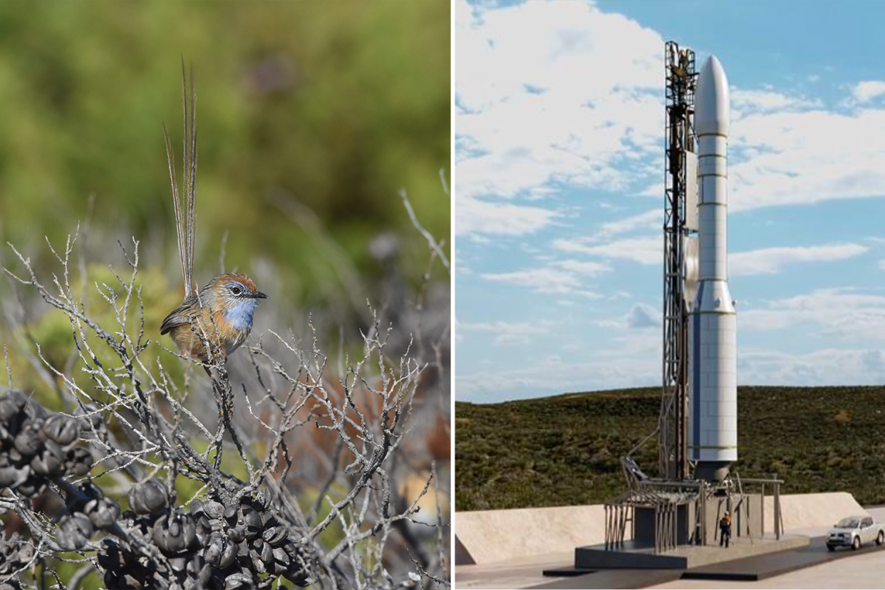 Rocket company plans to build launch pad on home of tiny Aussie bird on the brink of extinction