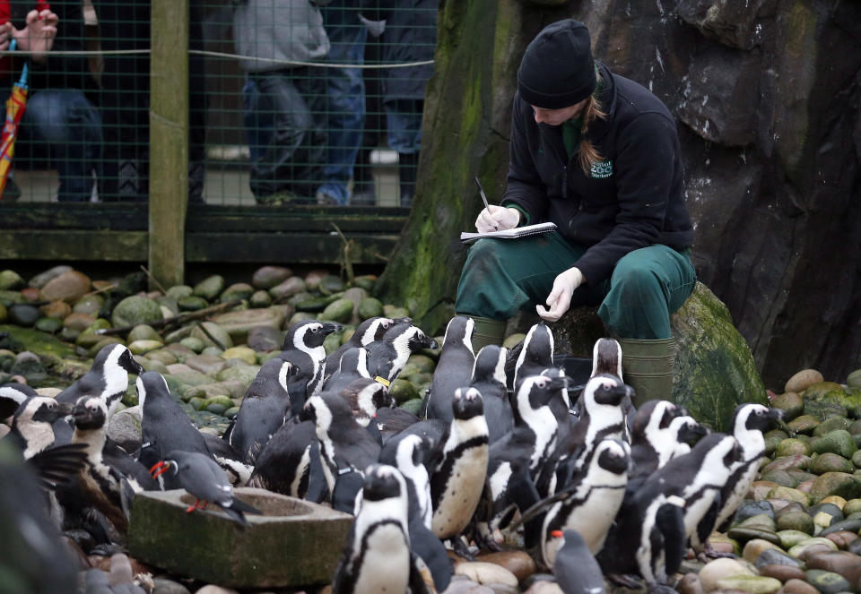 Keeper Pippa Green helps count some of the penguins as part of the annual stock take at Bristol Zoo on January 2, 2013 in Bristol, England. (Photo by Matt Cardy/Getty Images)