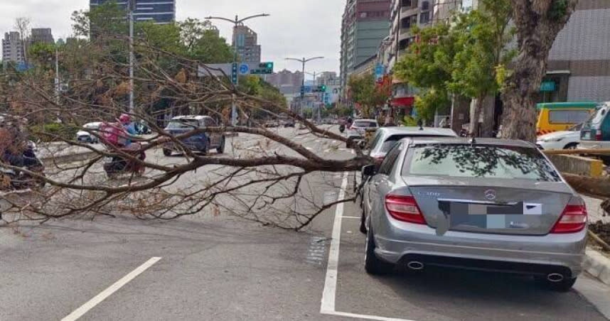 高雄左營區華夏路，今早某路樹突倒塌砸到賓士C300。（圖／翻攝畫面）