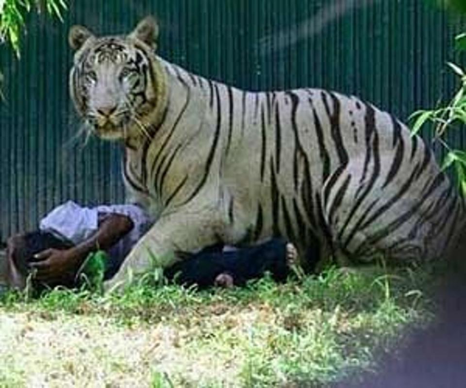 2014年，一名印度男子跳進動物園的老虎園區，最終遭活活咬死。（翻攝自X@SumitHansd）