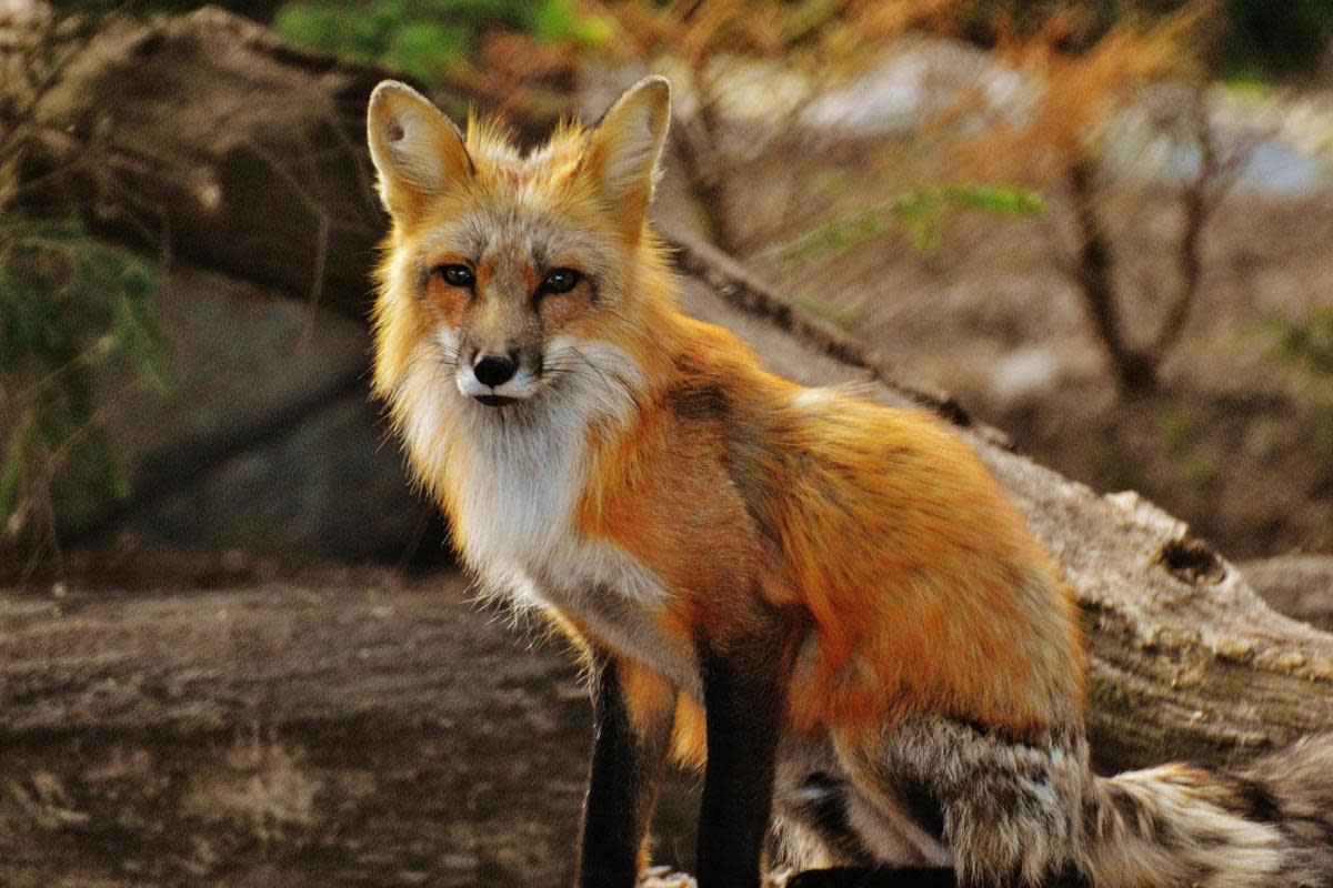 The fox may have had a strong bond to humans (file photo). <i>(Image: Pexels)</i>
