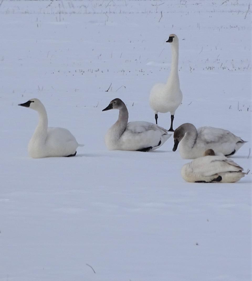 Tundra swans don’t seem to be affected by the winter snow.
