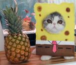 <p>SpongeBob SquareCat and a pineapple, why not? Snoopy and Doby love nothing more than being dressed up by their owner, Shirley Cheung, 28. (Photo: DailySnoopy/Caters News) </p>