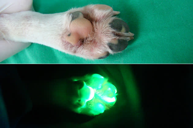 A combination image of undated handout pictures released to Reuters on July 28, 2011 shows the foot of a genetically modified dog Tagon under normal (L) and ultraviolet light (R) at Seoul National University (SNU)'s College of Veterinary Medicine in Seoul. South Korean scientists said on Wednesday, they have created a glowing dog using a cloning technique that could help find cures for human diseases such as Alzheimer's and Parkinson's, Yonhap news agency reported. A SNU research team said the genetically modified female beagle, named Tegon and born in 2009, has been found to glow fluorescent green under ultraviolet light if given a doxycycline antibiotic, the report said. The researchers, who completed a two-year test, said the ability to glow can be turned on or off by adding a drug to the dog's food. REUTERS/Seoul National University/Handout