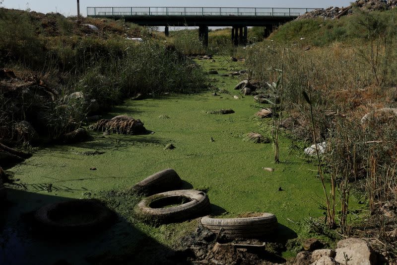 The Wider Image: Drought imperils Iraq's water buffalo and a child's way of life