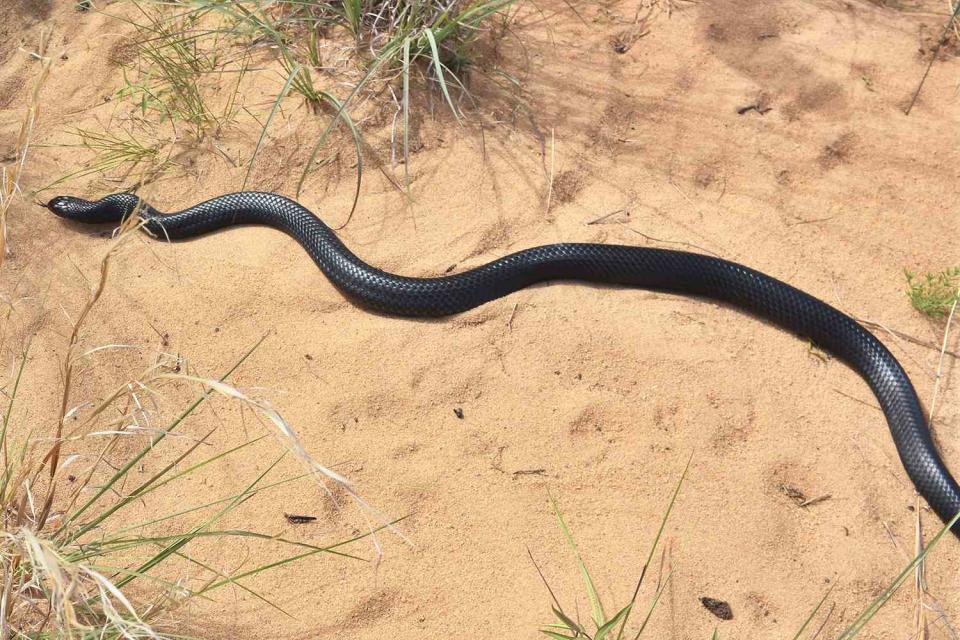 <p>Florida Fish and Wildlife Conservation Commission (FWC)</p> A eastern indigo snake released at The Nature Conservancy