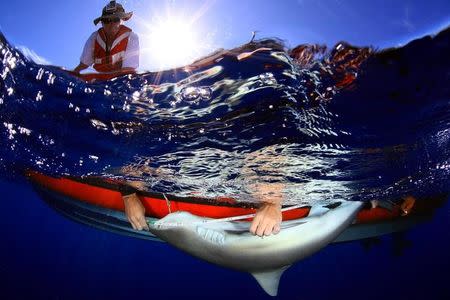 Researchers tag Galapagos Sharks in the Pearl and Hermes Atoll in the Papahanaumokuakea Marine National Monument, northeast of Hawaii, U.S. in this 2011 NOAA handout photo obtained by Reuters September 27, 2017. Greg McFall/NOAA Office of National Marine Sanctuaries/Handout via REUTERS