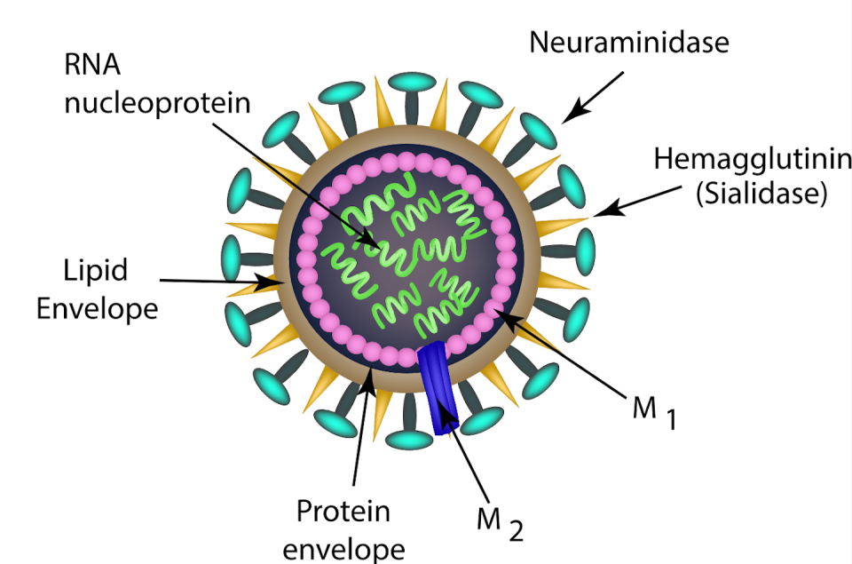 HA is the yellow spike, while the NA is the green oval. <a href="https://www.shutterstock.com/image-vector/structure-influenza-virus-infographics-vector-illustration-542924464?src=ixiW0w-59I3I17RpN4L3wQ-1-12" rel="nofollow noopener" target="_blank" data-ylk="slk:Shutterstock;elm:context_link;itc:0;sec:content-canvas" class="link ">Shutterstock</a>