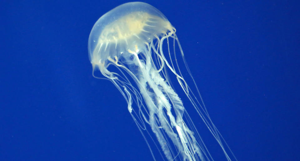 The box jellyfish is one of the most deadly sea creatures