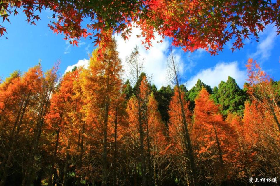 [KKday x HSR Combo] Nantou Day Tour: Sun-Link-Sea Forest, Wangyou Forest & Monster Village. (Photo: KKday SG)