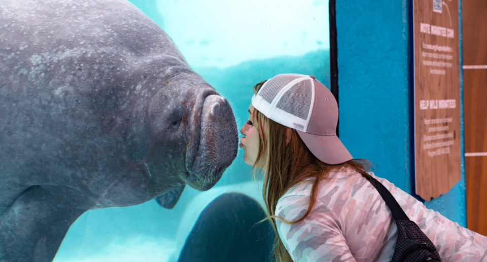 The Aquarium claims Buffett plays an important role as an animal ambassador. Source: Mote Aquarium