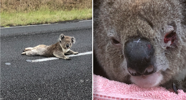 Ciao! I am THE Don Koala from the land down under and I neglected my reddit  account like a deadbeat father to his son. I like to stream FPS and Action  games