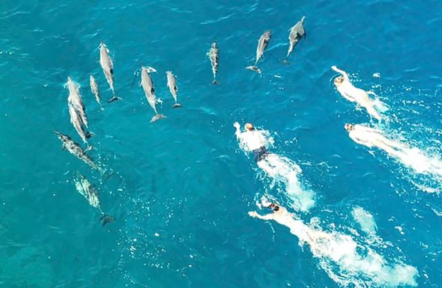 In this photo provided by the Hawaii Department of Land and Natural Resources, swimmers swim after spinner dolphins in Honanau Bay, Hawaii, March 26, 2023. Hawaii authorities say they have referred 33 people to U.S. law enforcement after the group allegedly harassed a pod of wild dolphins in waters off the Big Island.