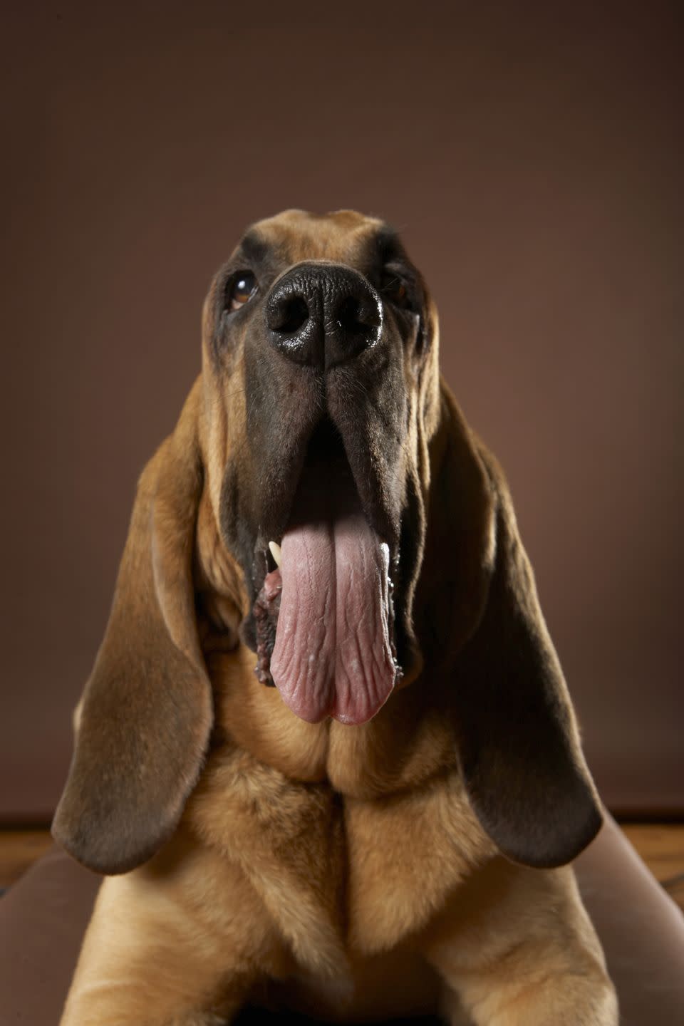 20 best dog breeds for families basset hound