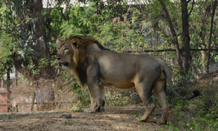 Wildlife experts have welcomed census figures showing India's population of endangered Asiatic lions have increased in the last five years in the western state of Gujarat (AFP Photo/Sam Panthaky)