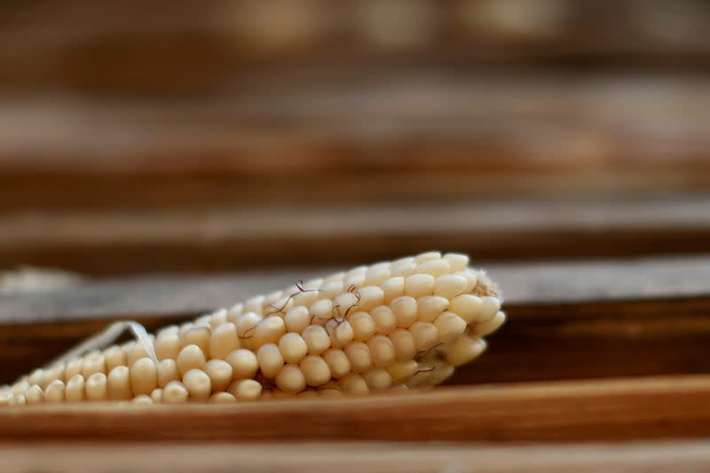 FILE PHOTO: A corn cob is seen at a farm in Otzolotepec