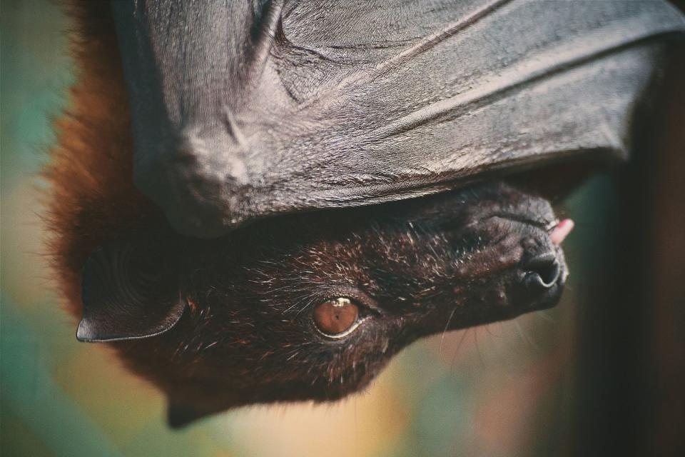 One out of every five mammals on the planet is a bat.