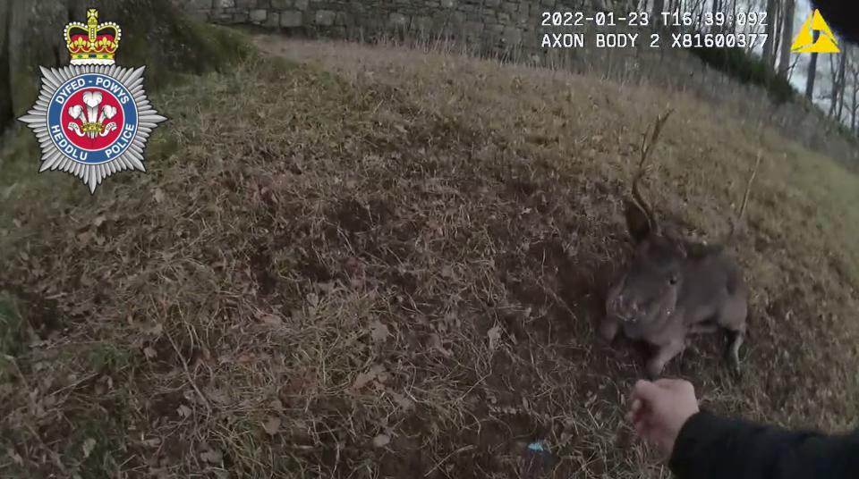 Two police officers in Wales attend to a deer which had become trapped in a rope swing