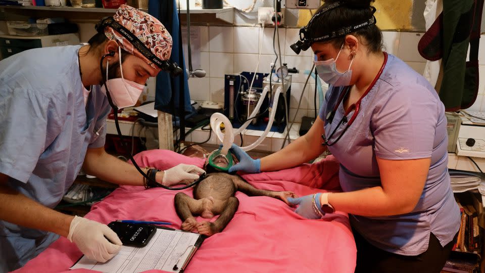 Vets Alejandro Striediger and Zoe MacIntyre take Siama's vital measurements as part of his health check. - David McKenzie/CNN