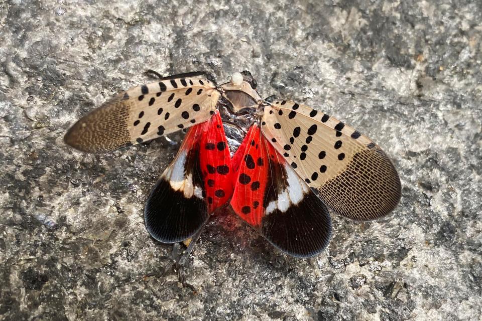 A smashed spotted lanternfly sits on the ground Aug. 24, 2022, in New York. Michigan's invasive species program has launched a “See it. Squish it. Report it.” campaign advocating not only killing the pest, but also reporting the deed.
