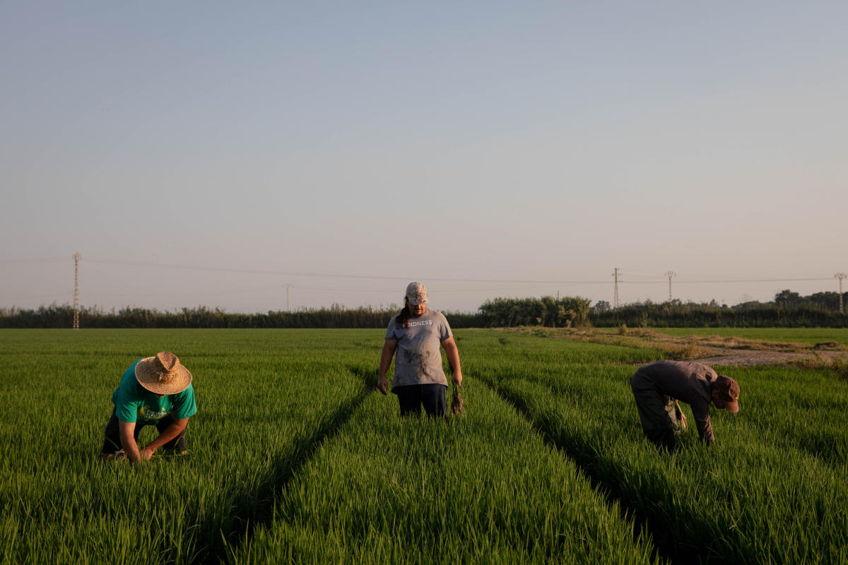 $43 million worth of crops destroyed in "devastating" Spain hailstorm