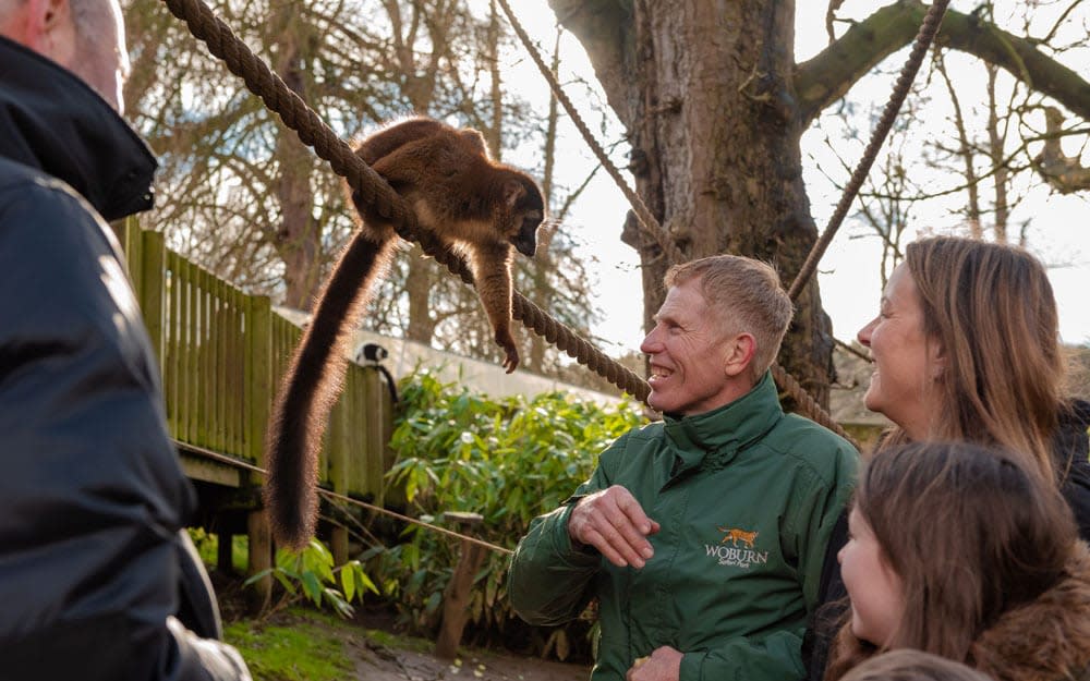 Woburn Safari Park's VIP experience promises to get guests 'up close' with a vast array of animals - Josie Baughan